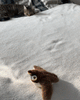 PawJoy - Interactive Bird