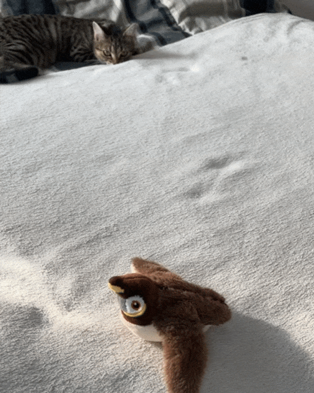 PawJoy - Interactive Bird